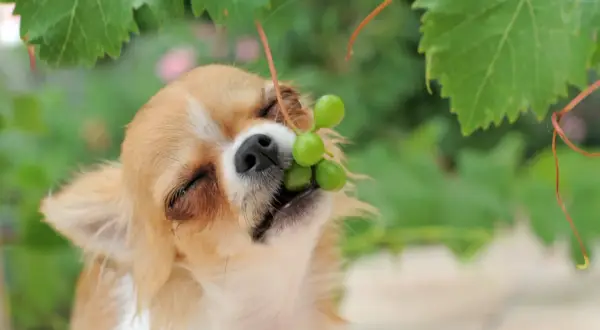 Chihuahua z winogronami w pyszczku. Czy pies może jeść winogrona? To pytanie zadaje sobie wielu właścicieli.