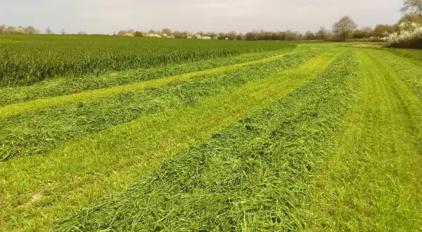 Champs de verdure coupée en rangées, prêts pour le conservateur ensilage herbe. Le soleil éclaire les brins d'herbe fraîchement fauchée.