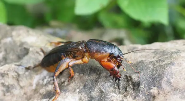 Larwa turkucia podjadka z charakterystycznymi, łopatkowatymi odnóżami, siedząca na kamieniu.