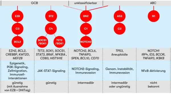 Schema zur Klassifizierung von DLBCL-Subtypen mit genetischen Merkmalen, biologischen Prozessen und Prognose.