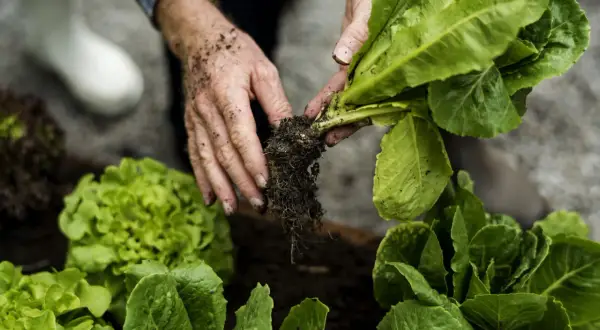 Hände pflanzen Salat im Hochbeet. Ab wann salat pflanzen hochbeet? Jetzt ist die Zeit für frischen Salat!