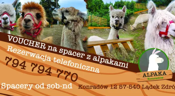 Spacery, terapia, ceny: Zajęcia z alpakami kompletny przewodnik