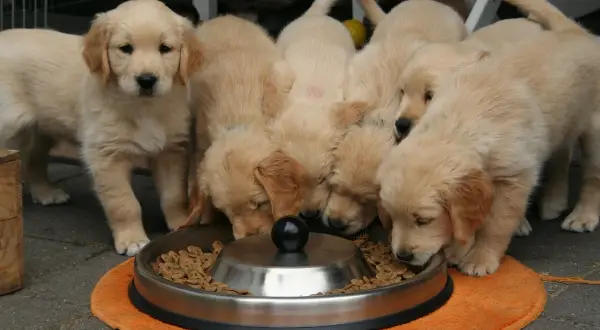 Szczenięta golden retriever jedzą karmę z miski. Pytanie "czym karmić szczeniaka" nabiera tu praktycznego wymiaru.