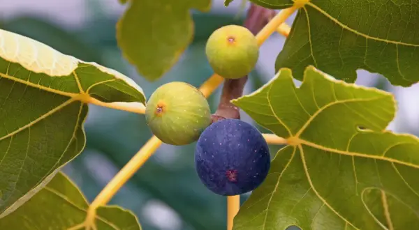 Reife Feigen an einem Ast, ein Zeichen für gute Feigenbaum Pflege. Ein dunkler, ein heller und ein grüner Feigenfruchtansatz.