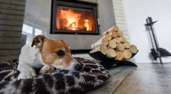 Piesek grzeje się przy kominku, a stos drewna obok sugeruje, że radiator do kominka to świetny pomysł na zimowe wieczory.