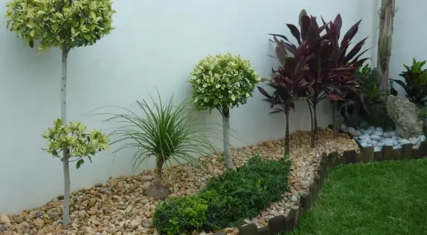 Jardines pequeños con árboles topiarios, plantas de hojas rojas y césped verde, delimitados por piedras y madera.