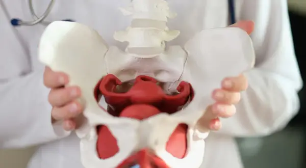 Model miednicy z czerwonymi narządami wewnętrznymi. Lekarz pokazuje, jak może wyglądać zbite biodro po urazie.