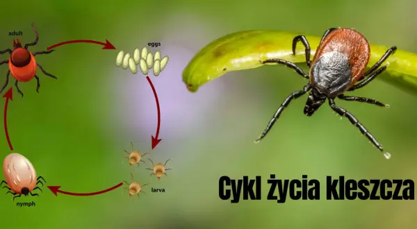 Cykl życia kleszcza: od larwy, przez nimfę, do dorosłej samicy składającej jaja.