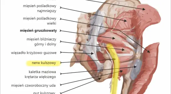 Anatomia miednicy: mięsień gruszkowaty, więzadło krzyżowo-guzowe i nerw kulszowy, który może być podrażniony przez problemy z kręgami L4 L5.