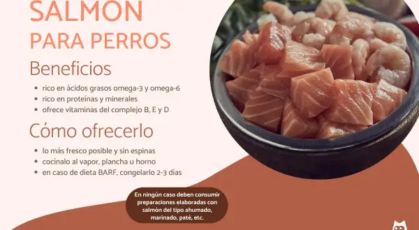 Un tazón lleno de trozos de salmón fresco y camarones. Los perros pueden comer salmón, es rico en omega-3 y proteínas.
