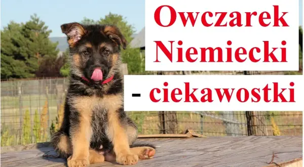 Ile śpi owczarek niemiecki? Odkryj zaskakujące fakty o ich snach