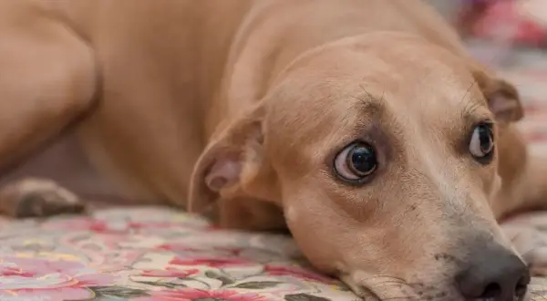 Ein hellbrauner Hund liegt auf einer floralen Decke, sein Blick ist unruhig und er scharrt leicht.
