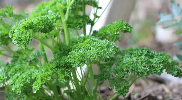 Frisch gewachsene Petersilie, bereit zum Ernten. Das Petersilie pflanzen war erfolgreich und die grünen Blätter wachsen üppig im Garten.