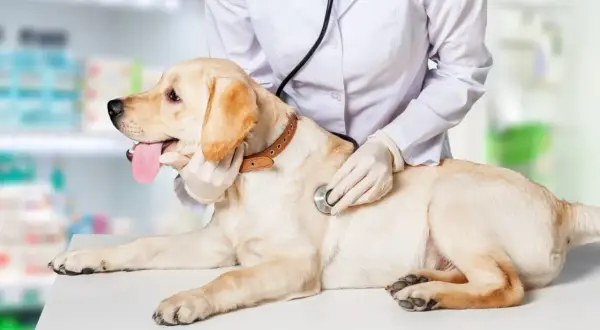 Weterynarz bada labradora. Pies nie sika, więc właściciel martwi się o jego zdrowie.
