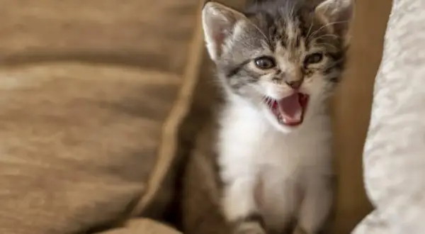 Por qué maullan los gatos y qué significan sus maullidos emocionales