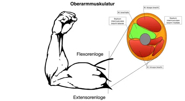 Zeigt Oberarmmuskulatur mit dem M. biceps brachii im Querschnitt. Beschriftet sind Flexoren- und Extensorenloge.