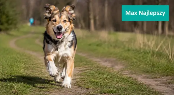 Radosny piesek Max biegnie ścieżką. Szukasz najładniejszych imion dla psa samca? Max to świetny wybór!