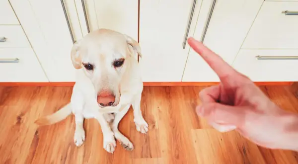 Un perro labrador mira con culpa mientras una mano le señala con el dedo, sugiriendo cómo castigar a un perro si muerde.