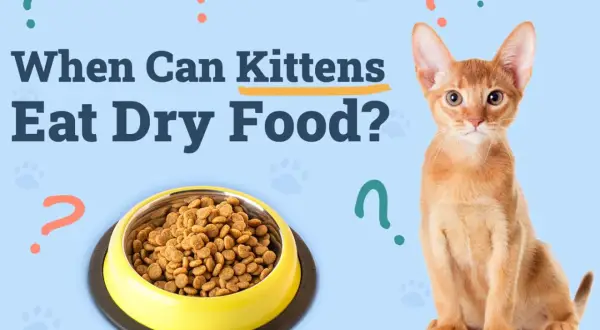 An adorable kitten sits next to a bowl of dry food, with the question "When Can Kittens Eat Dry Food?" displayed.