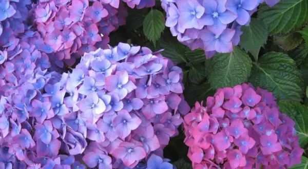 Gros plan sur des hortensias aux teintes bleutées et rosées. La taille de ces fleurs est impressionnante, formant de belles boules colorées.