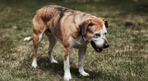 Perro de pelaje atigrado y blanco, con la boca abierta, parece tener tos.