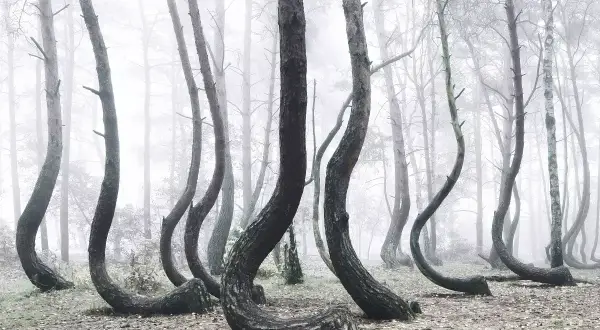 A surreal forest scene with trees bent at the base, creating a whimsical, dancing effect. This tree photography captures the eerie beauty of nature's art.