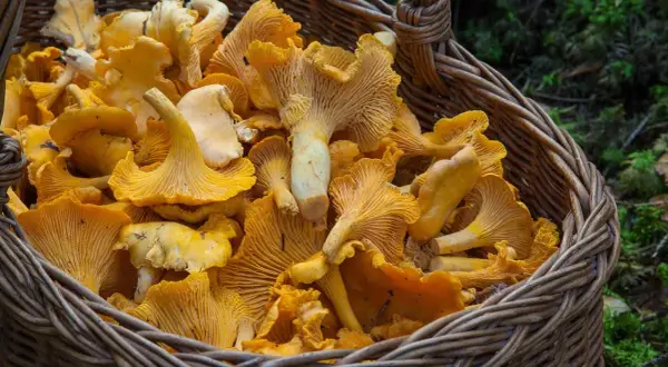 Kiedy jest sezon na grzyby kurki? Odkryj najlepszy czas na zbieranie