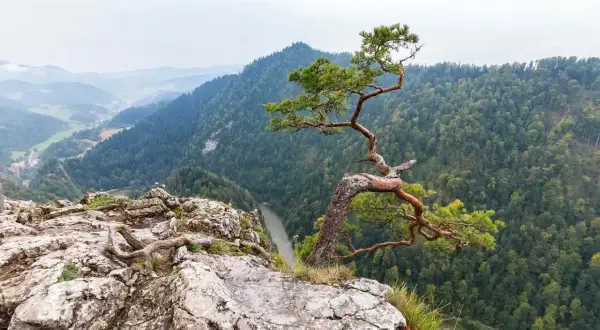 Widok na przełom Dunajca z charakterystycznym drzewem na skale. Niezwykłe szczawnica atrakcje dla miłośników przyrody.