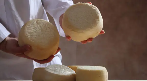 Ręce trzymają okrągłe, jasne sery. Na stole leżą kolejne krążki sera z Sardynii, gotowe do degustacji.