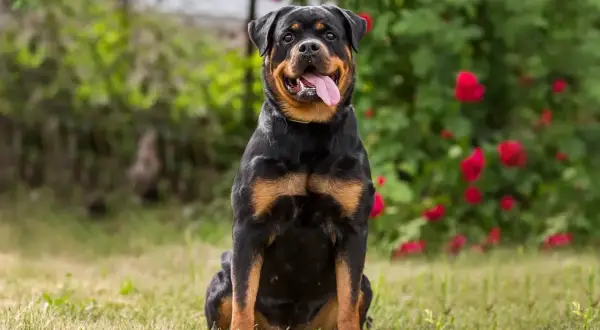 Ein Rottweiler sitzt im Gras vor blühenden Rosen. Sein freundlicher Blick und die herausgestreckte Zunge spiegeln den liebevollen Rottweiler Charakter wider.
