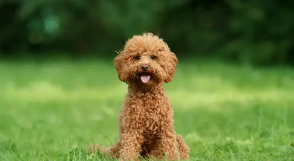 Uroczy, rudy maltipoo dorosły siedzi na zielonej trawie, z językiem na wierzchu, gotowy do zabawy.