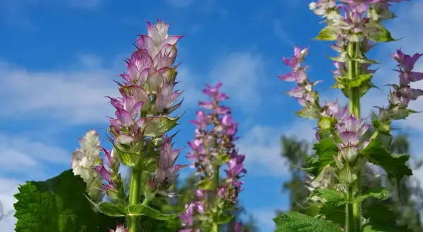 Blühende Muskatellersalbei-Pflanzen vor blauem Himmel. Die **Muskatellersalbei Wirkung** ist bekannt für ihre beruhigenden Eigenschaften.