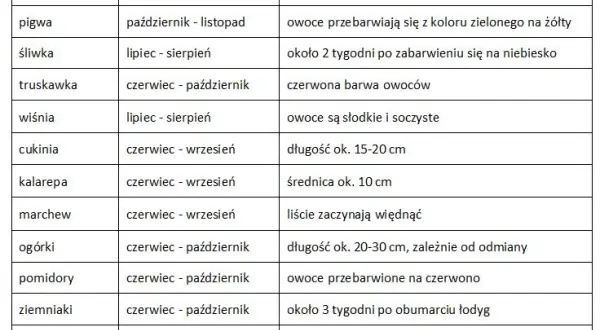 Kiedy buraki smakują najlepiej? Pełny kalendarz zbiorów w PL
