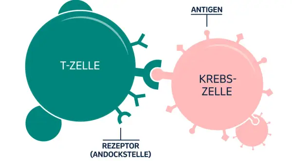 Eine T-Zelle mit Rezeptoren bindet an eine Krebszelle mit Antigenen. Dies ist ein Beispiel dafür, was eine Immuntherapie tun kann: das Immunsystem zur Krebsbekämpfung aktivieren.