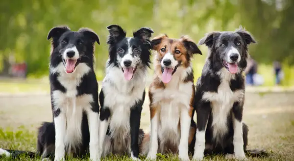 Vier Hunde, die den australian shepherd border collie mix charakter verkörpern, sitzen im Gras.