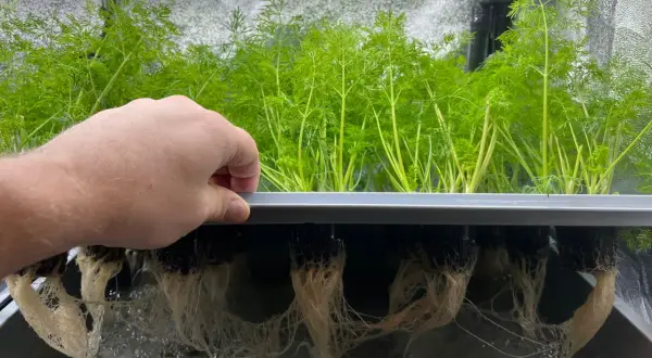En hand inspekterar frodiga, gröna plantor i ett hydroponiskt system. Rötterna hänger ner i vattnet, redo för en hälsosam "french breakfast" av färska örter.