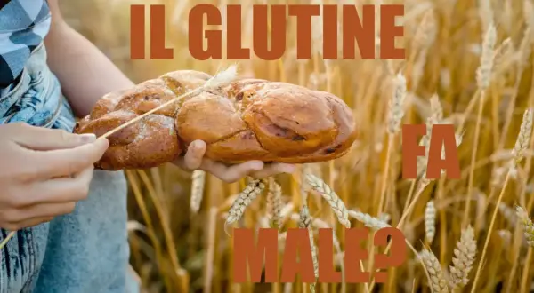 Mani che tengono un pane intrecciato in un campo di grano. Il testo dice "IL GLUTINE FA MALE?". L'orzo contiene glutine.