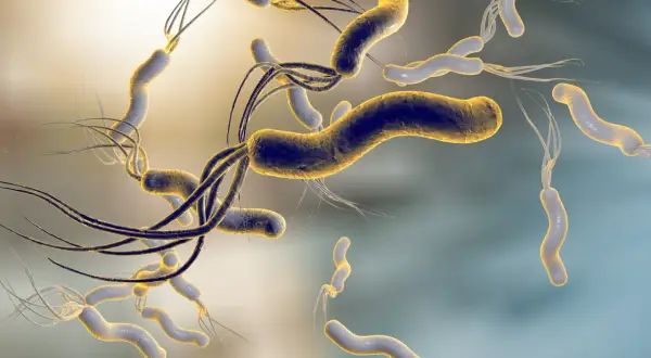 Batteri Helicobacter pylori, causa di disturbi gastrici e ulcere. I sintomi possono includere bruciore di stomaco e dolore addominale.