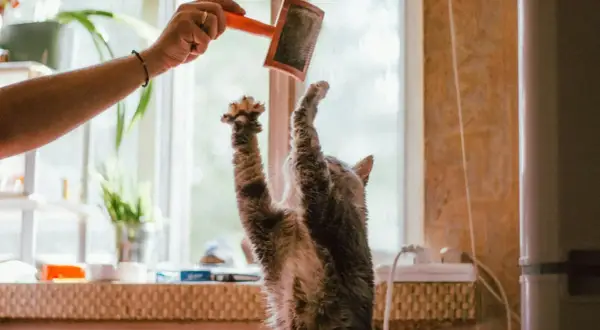 Gato juguetón salta para atrapar un cepillo, ¡cuidado con las bolas de pelo gatos!