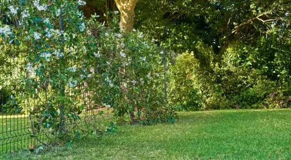 Enredaderas para vallas cubren una cerca metálica en un jardín verde. Flores blancas adornan la vegetación exuberante.