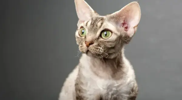 Devon rex blue point – piękne kocięta, które pokochasz na zawsze