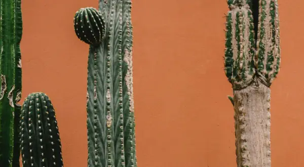 Plusieurs cactus aux formes variées se dressent devant un mur ocre, apportant une touche désertique à une ambiance de chambre.