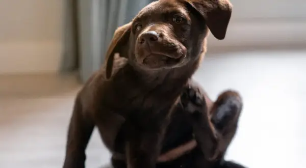 Cachorro chocolate se rasca, recordatorio de cada cuanto se desparasita a un perro para su bienestar.