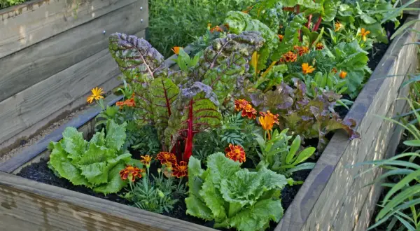 Ein schön bepflanztes Hochbeet mit knackigem Salat, bunten Mangoldblättern und leuchtenden Blumen. Perfekt zum Hochbeet bepflanzen!