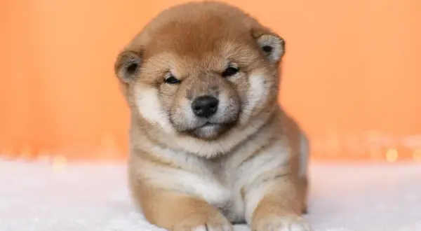 Uroczy szczeniak rasy shiba inu, z rudym futerkiem i przymrużonymi oczkami, leży na białym tle.