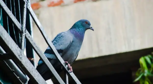 Gołąb na balustradzie, jak widzą ptaki. Jego pióra mienią się w słońcu, a oko czujnie obserwuje otoczenie.