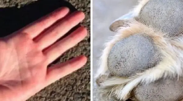 Mano humana sobre asfalto y pata de perro. Aprende cómo proteger las almohadillas de los perros en verano del calor.