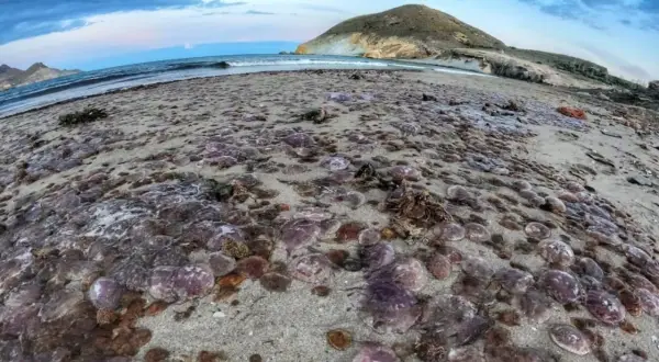 Una playa del Mediterráneo cubierta de medusas. El mar y una montaña al fondo.