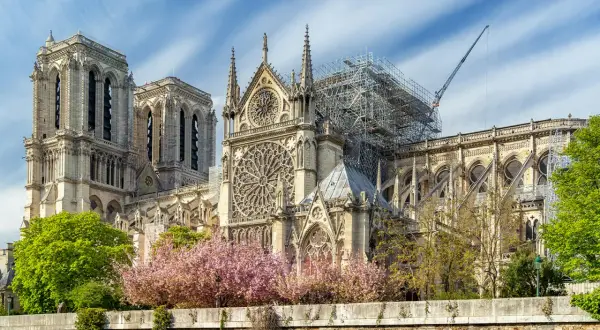 Notre Dame katedralen i Paris, med ställningar och en kran som visar på pågående renovering. Vackra körsbärsträd blommar framför den ikoniska byggnaden.