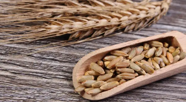 Kłos żyta i ziarna w drewnianej łyżce. Czy mąka żytnia ma gluten? Tak, zawiera go, choć mniej niż pszenna.